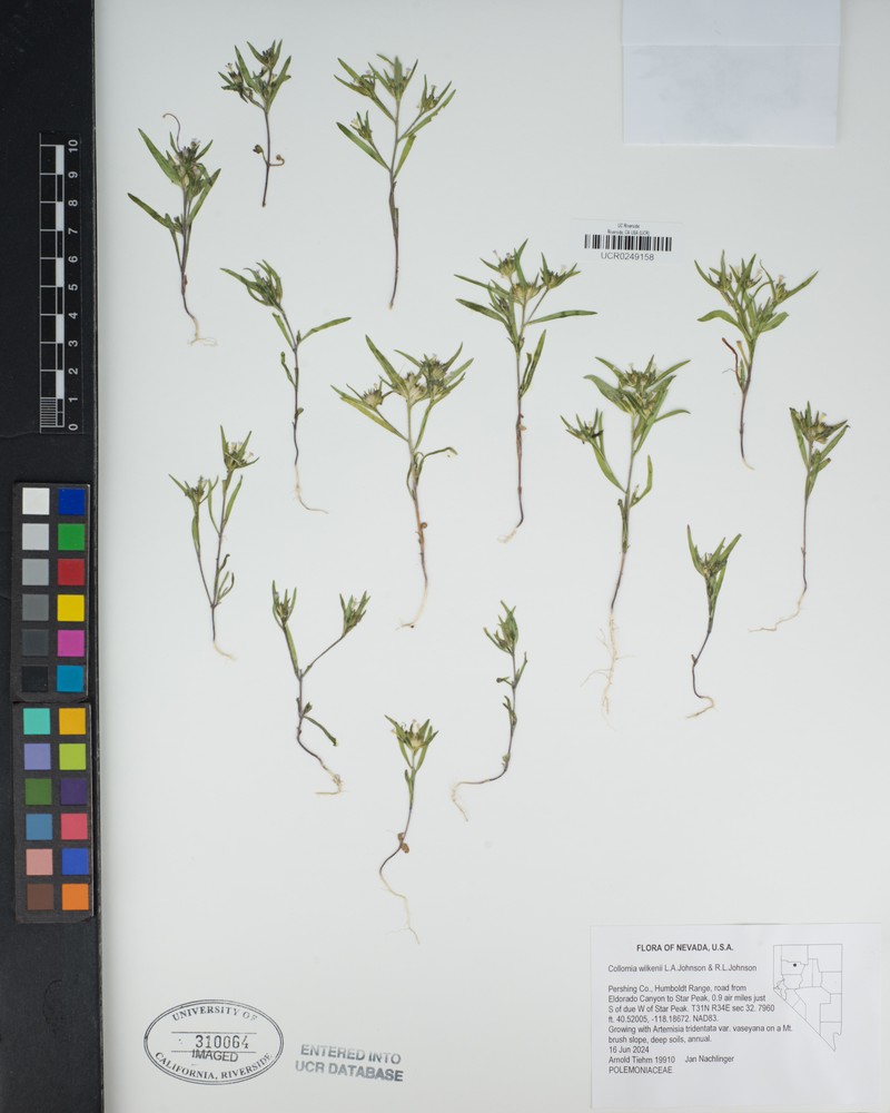 Collomia wilkenii photo 2
