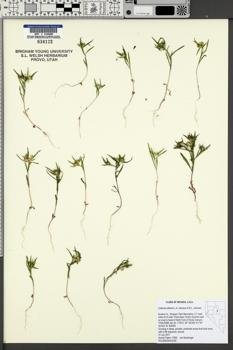 Collomia wilkenii photo 3