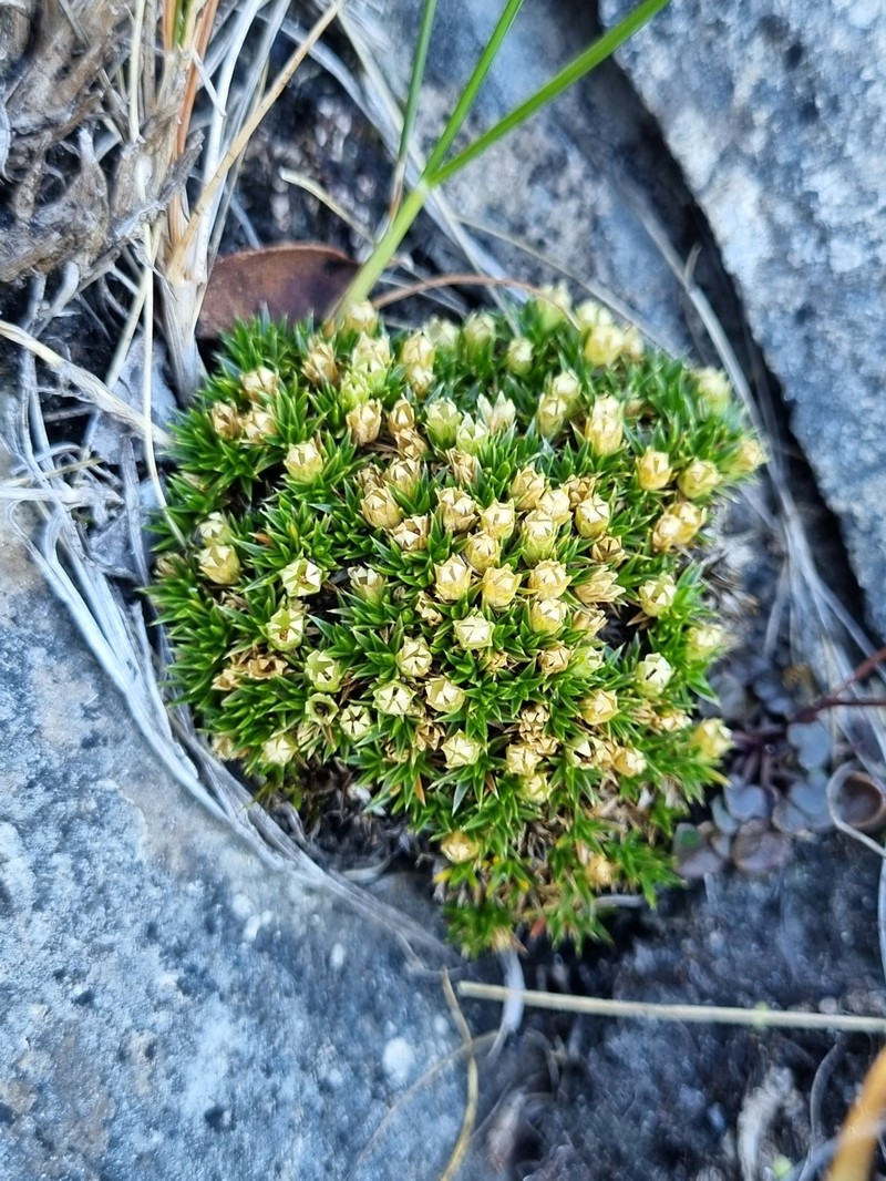 Colobanthus squarrosus subsp. squarrosus