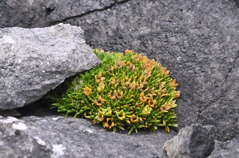 Colobanthus squarrosus subsp. squarrosus photo 3