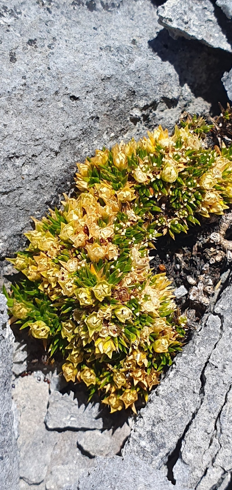 Colobanthus squarrosus subsp. squarrosus photo 4