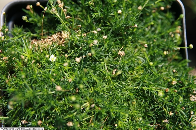 Awl-Leaf Pearlwort photo 6