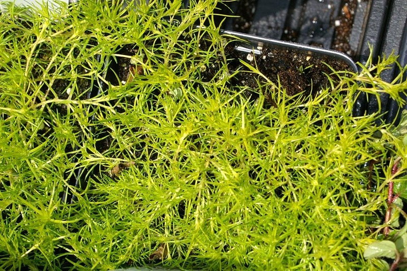Awl-Leaf Pearlwort photo 7