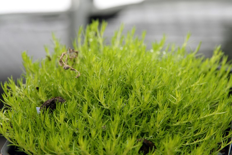 Awl-Leaf Pearlwort photo 8