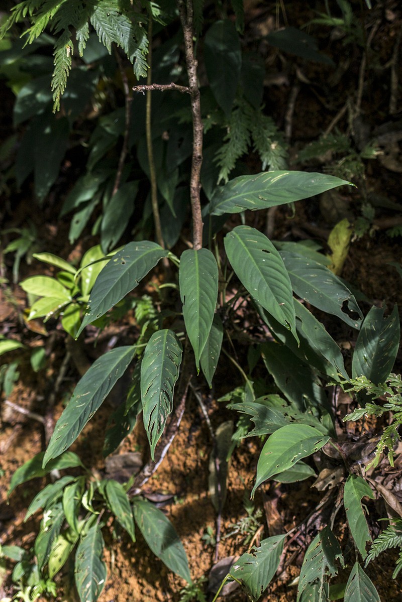 Colobogynium variegatum