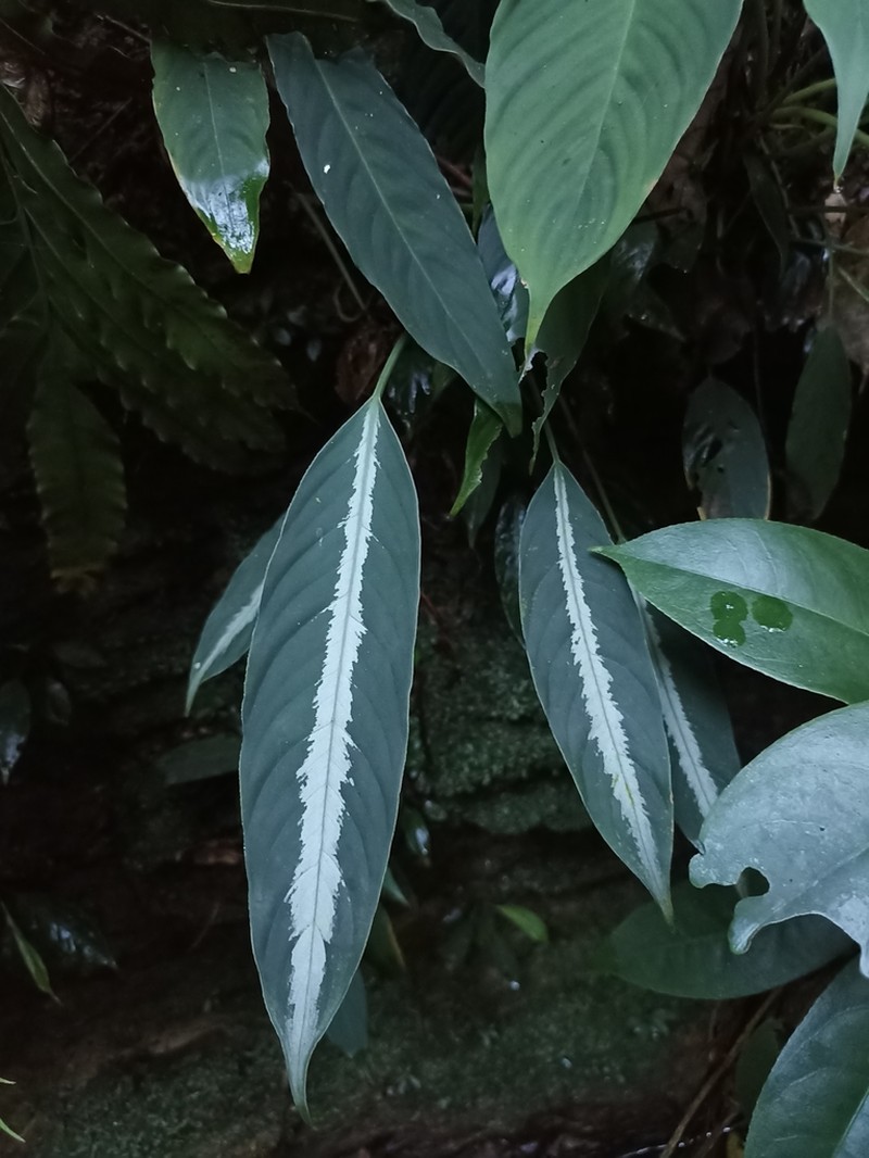 Colobogynium variegatum photo 2