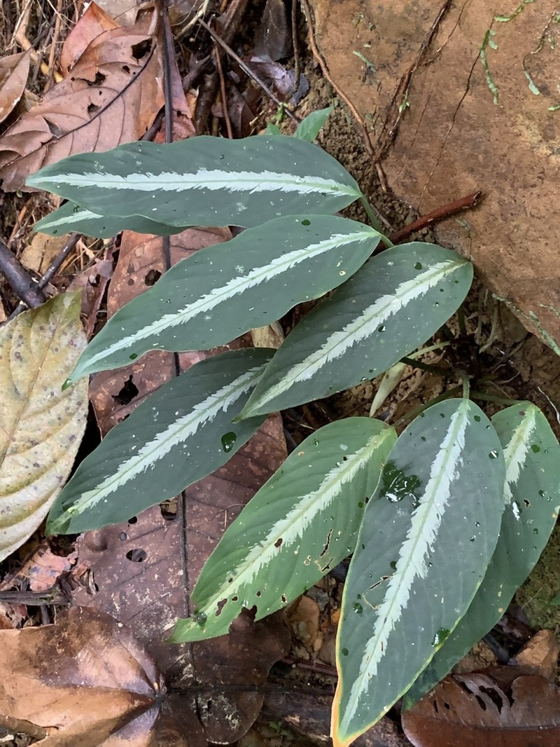 Colobogynium variegatum photo 3
