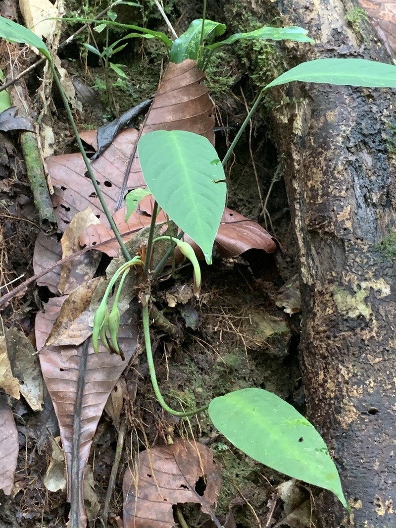 Colobogynium variegatum photo 5