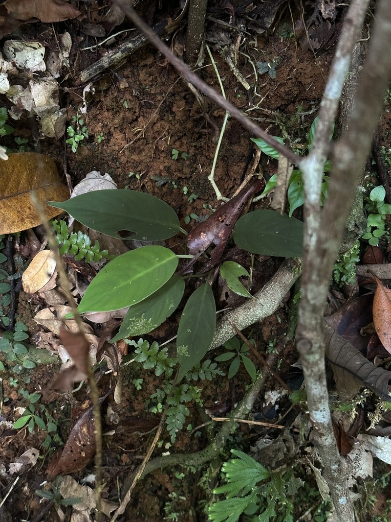 Colobogynium variegatum photo 6