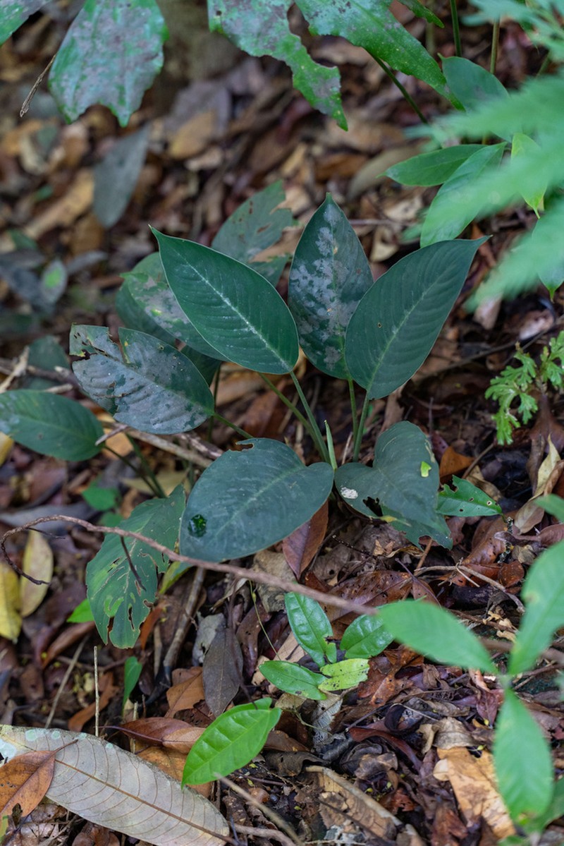 Colobogynium variegatum photo 7
