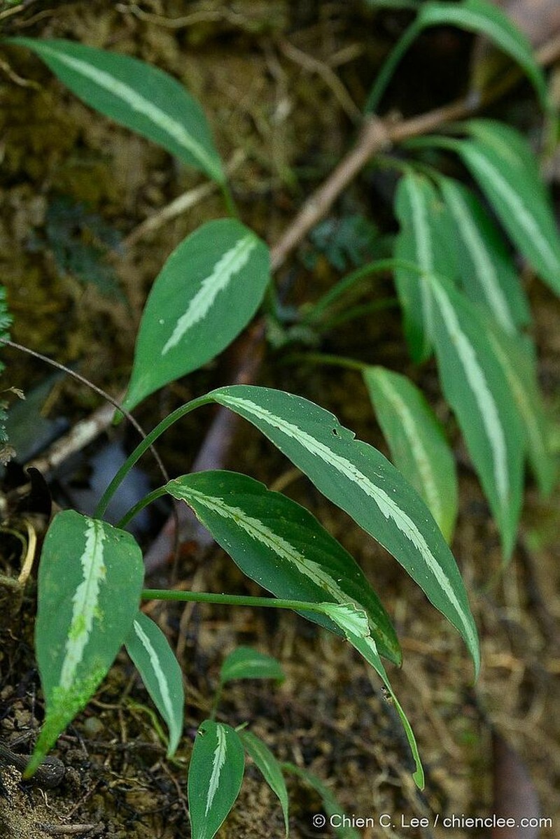 Colobogynium variegatum photo 8