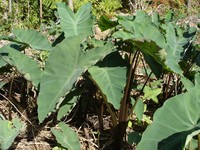 Coco Yam