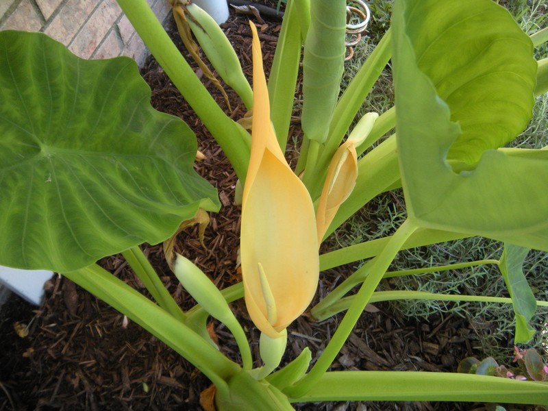Coco Yam photo 3