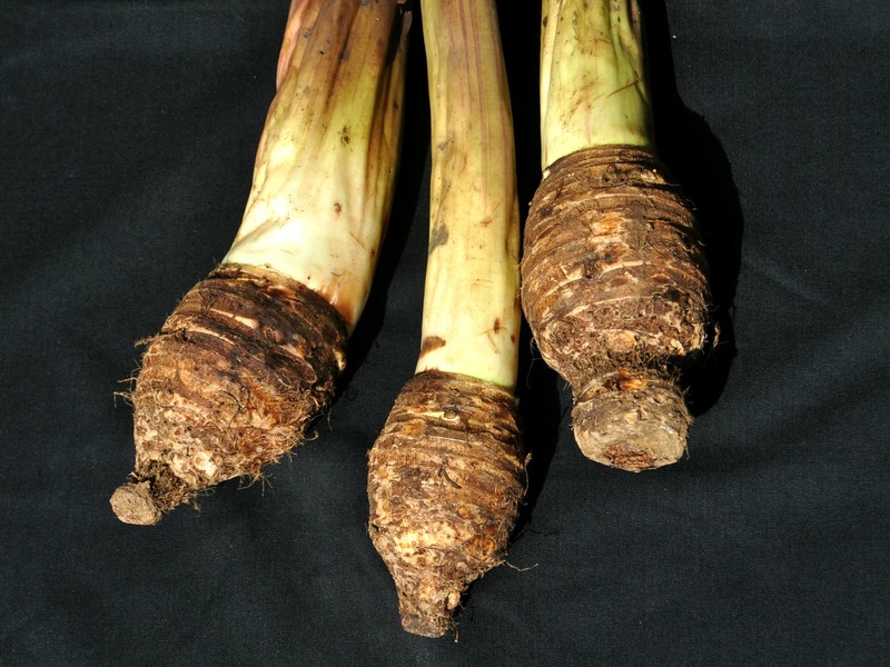 Coco Yam photo 5