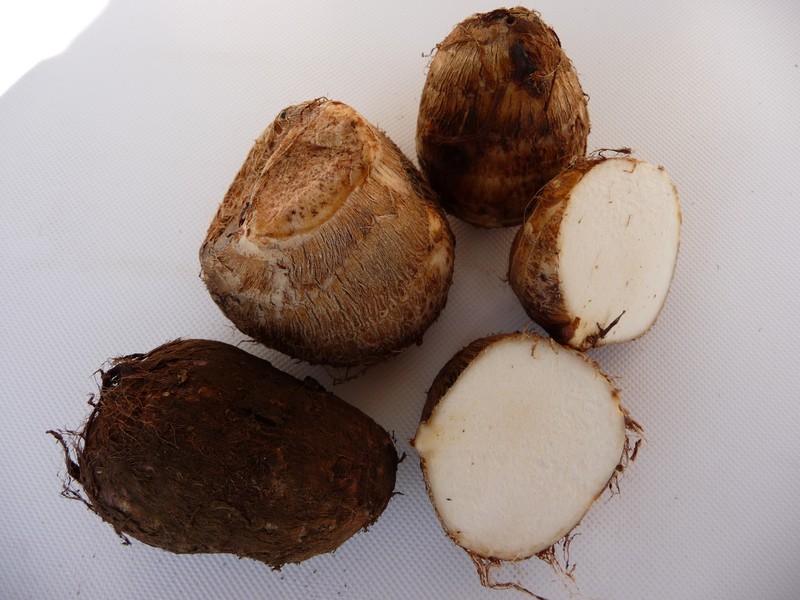 Coco Yam photo 7