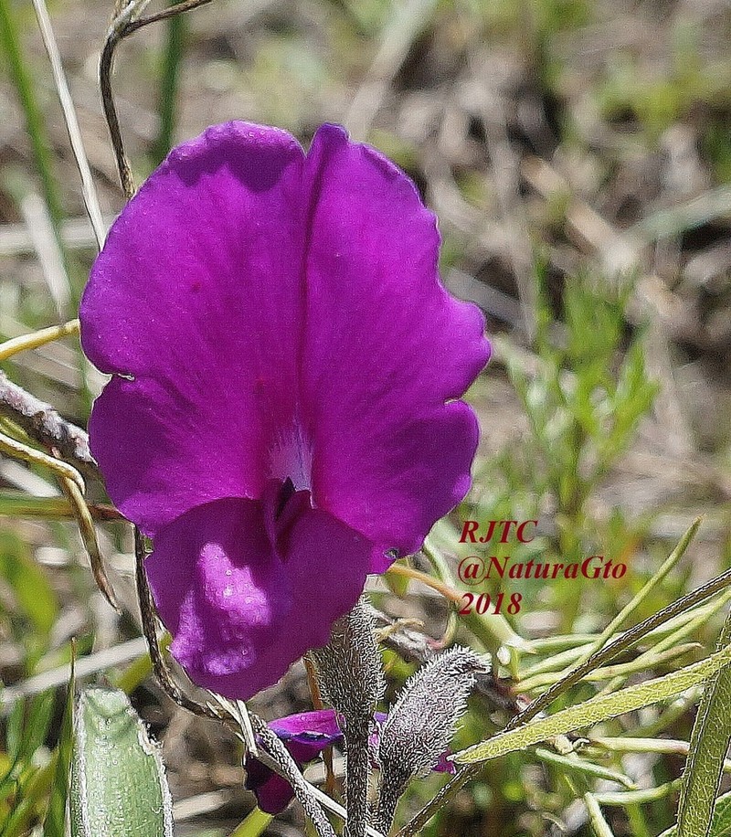 Longleaf Cologania