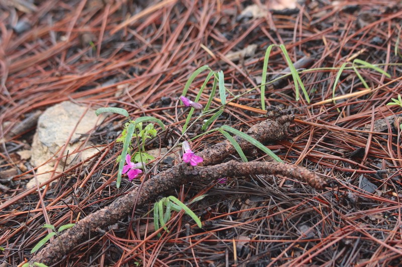 Longleaf Cologania photo 4