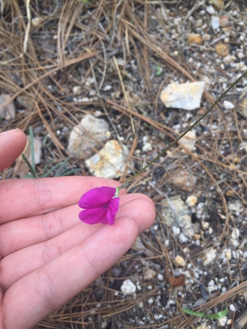 Longleaf Cologania photo 5