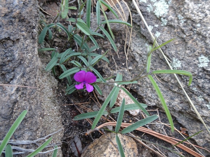 Longleaf Cologania photo 7