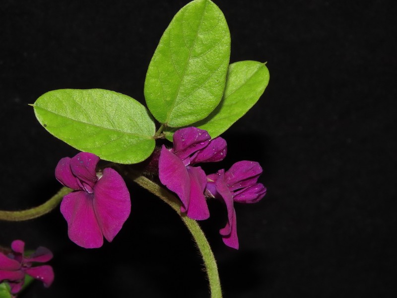 Mexican Cologania