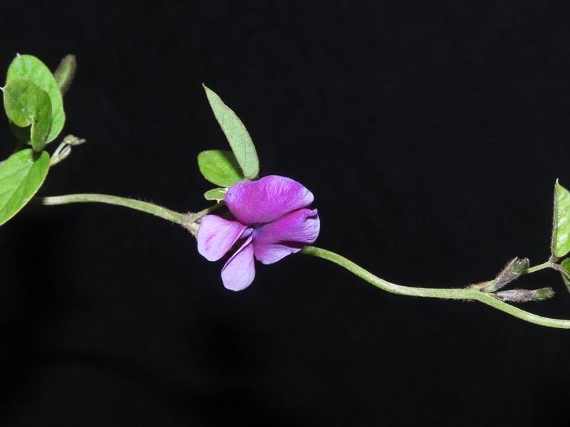 Mexican Cologania photo 4
