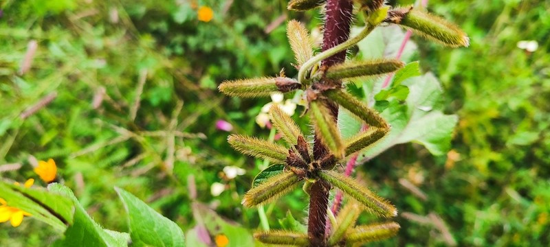 Mexican Cologania photo 5