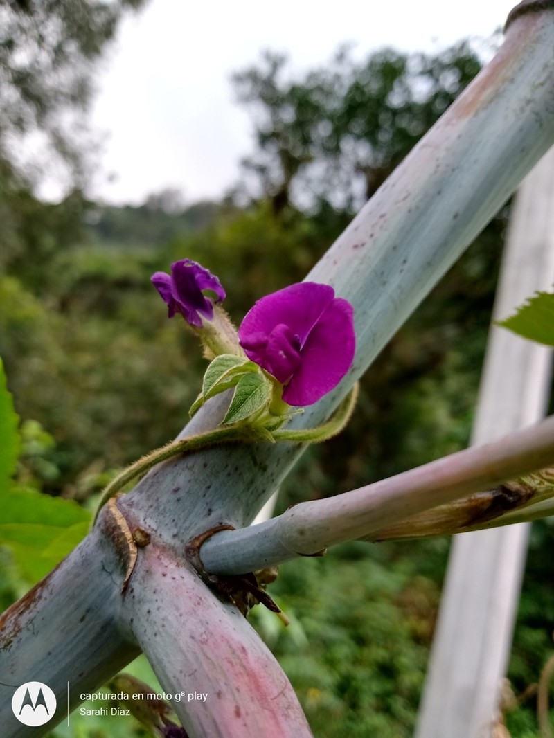 Mexican Cologania photo 6