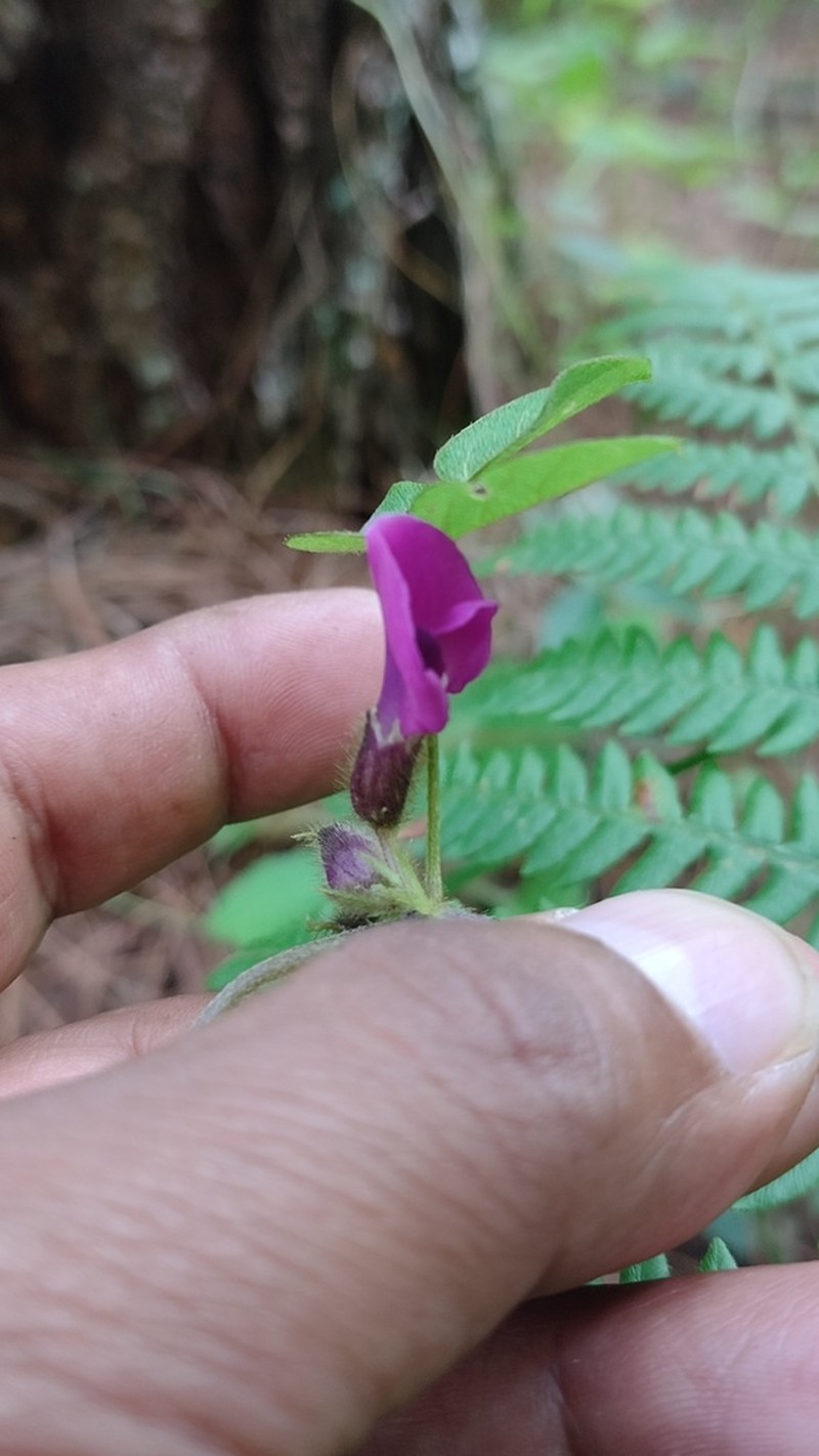 Mexican Cologania photo 8