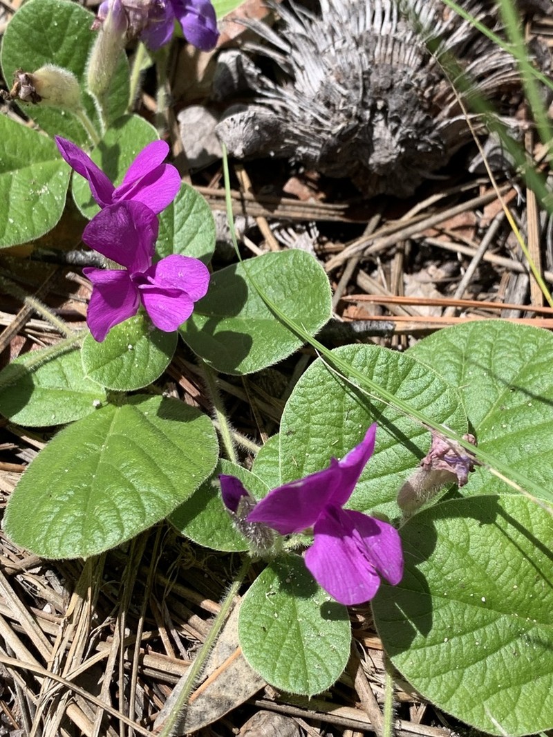 Lemmon's Cologania
