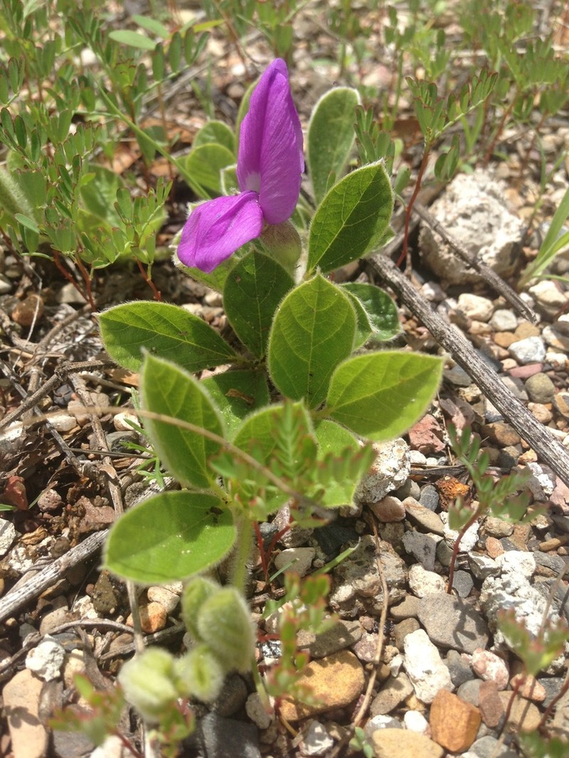 Lemmon's Cologania photo 2