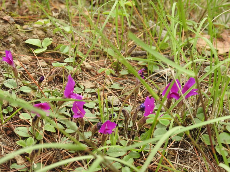 Lemmon's Cologania photo 3