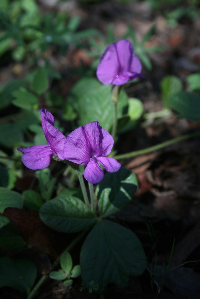 Lemmon's Cologania photo 4