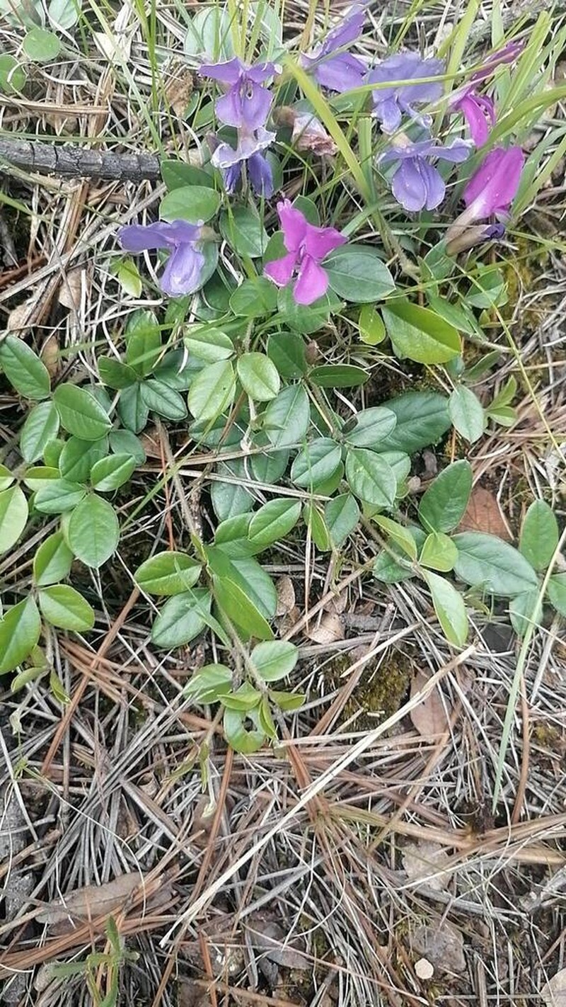 Lemmon's Cologania photo 5