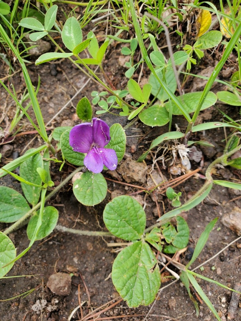 Lemmon's Cologania photo 6