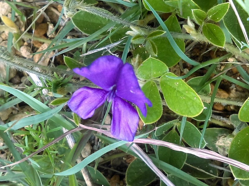Lemmon's Cologania photo 7