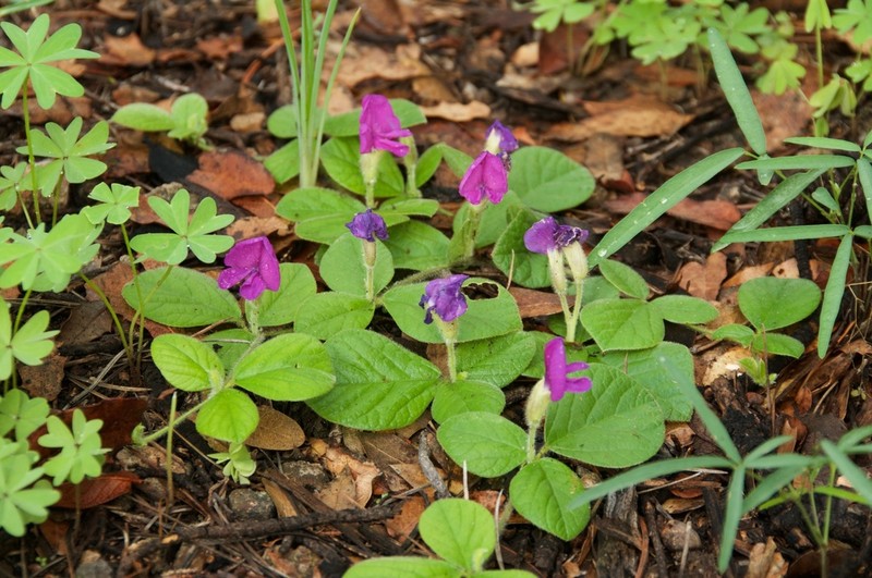 Lemmon's Cologania photo 8