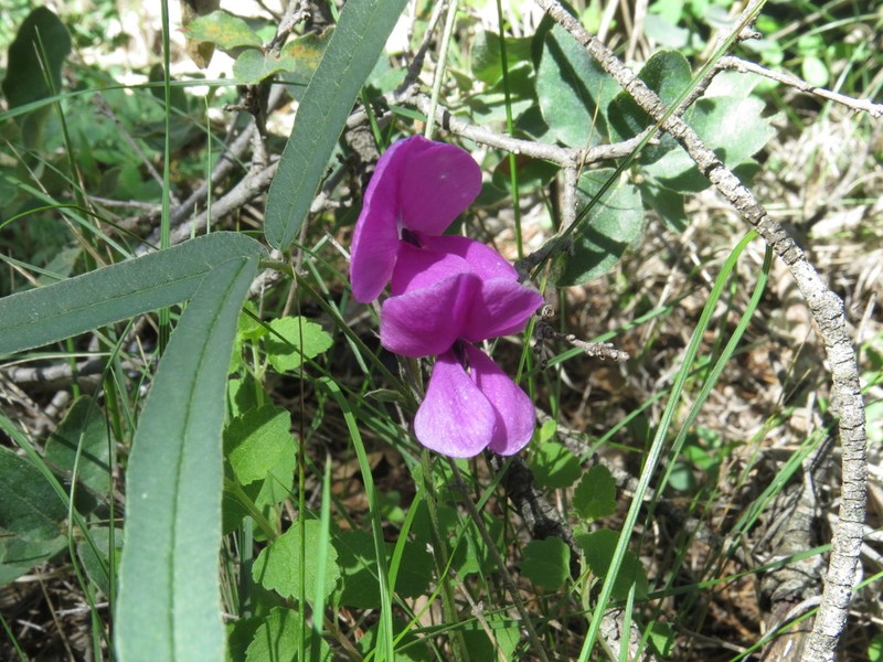 Pale Cologania photo 2