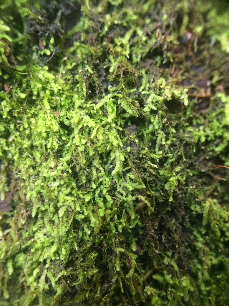 Cololejeunea biddlecomiae