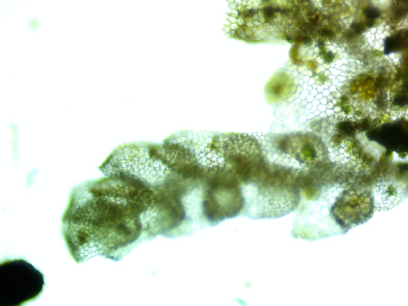 Cololejeunea biddlecomiae