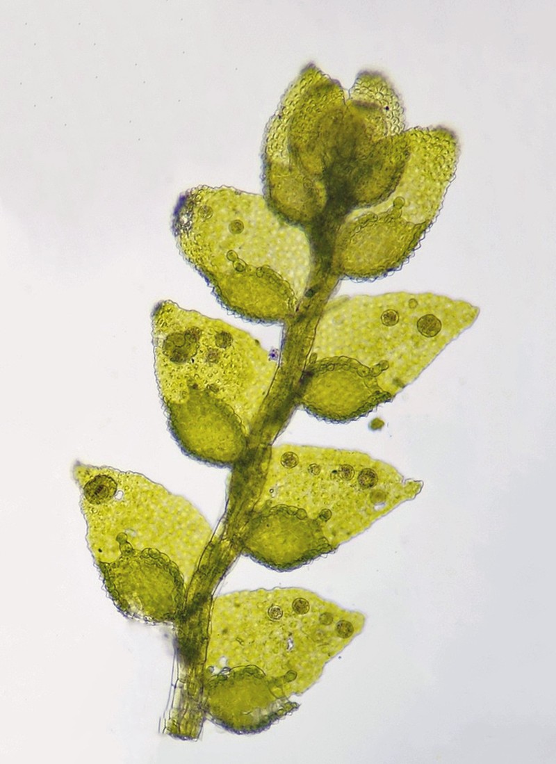Cololejeunea biddlecomiae photo 2