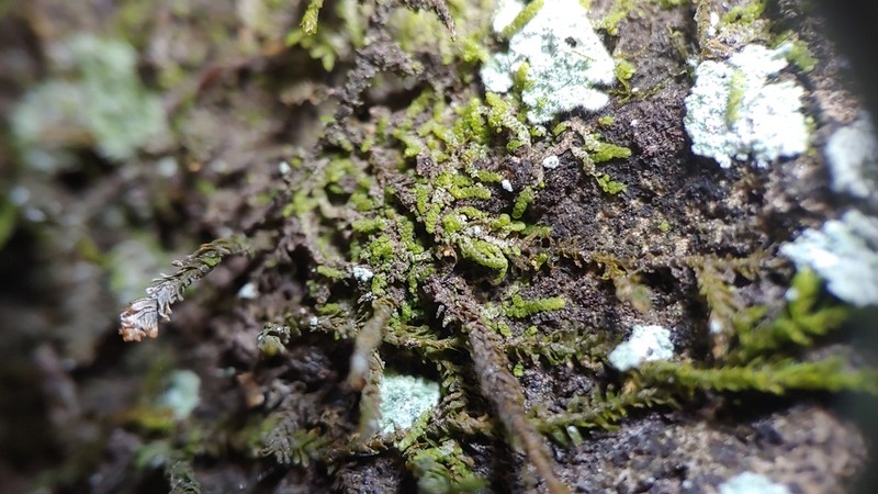 Cololejeunea biddlecomiae photo 8