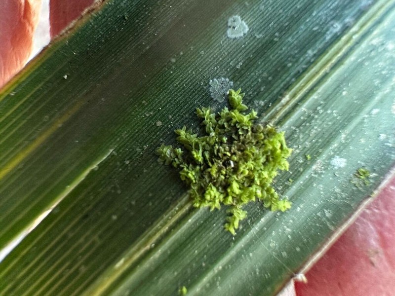 Cololejeunea cardiocarpa