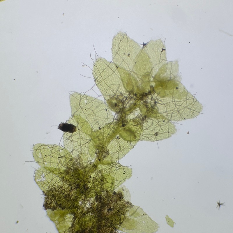 Cololejeunea cardiocarpa photo 2