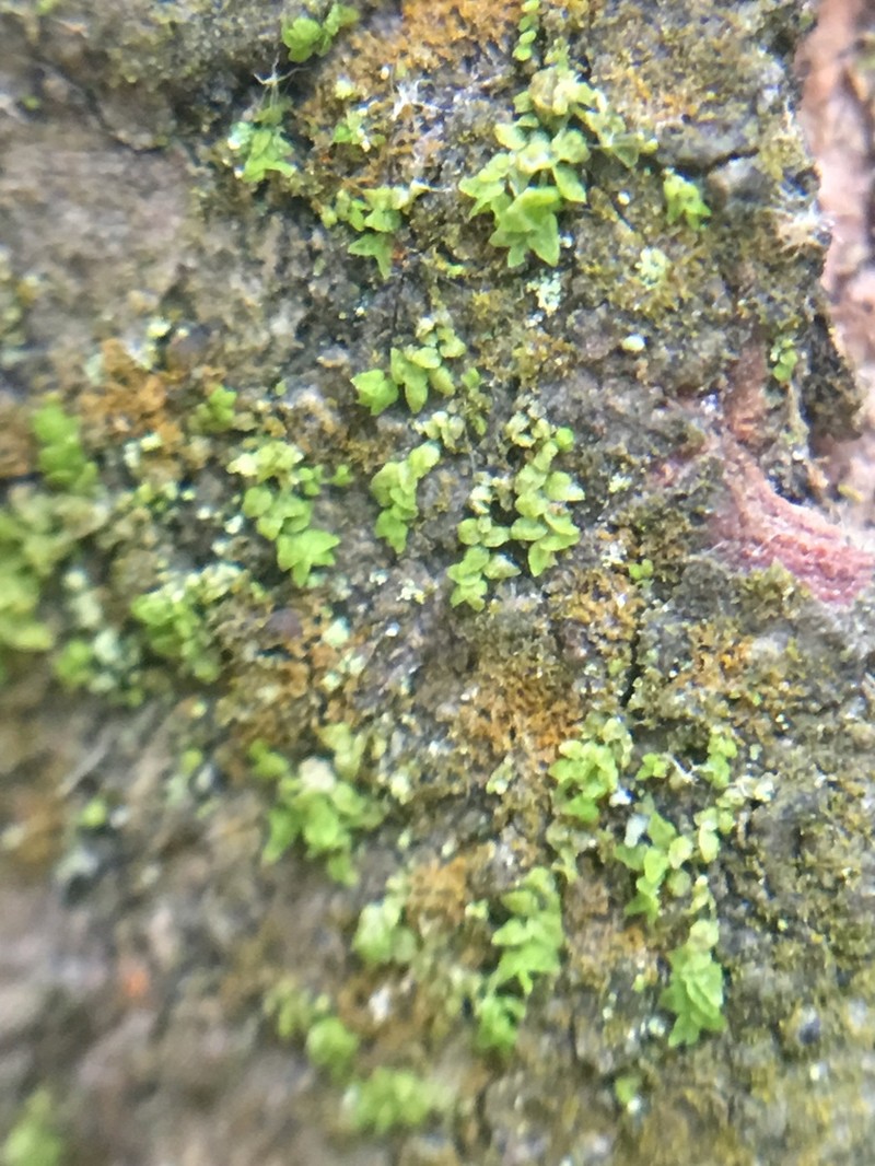 Cololejeunea cardiocarpa photo 3