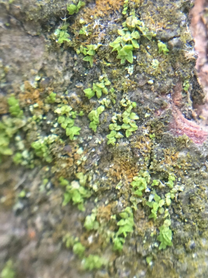 Cololejeunea cardiocarpa photo 6