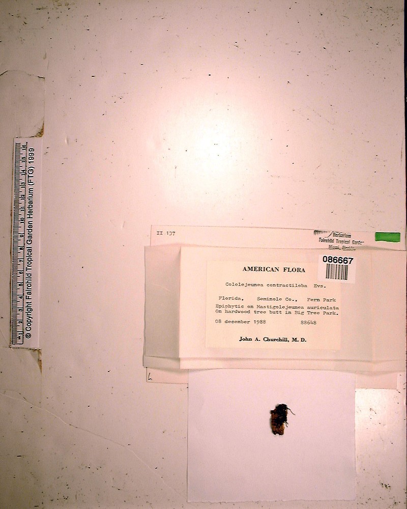 Cololejeunea contractiloba photo 2