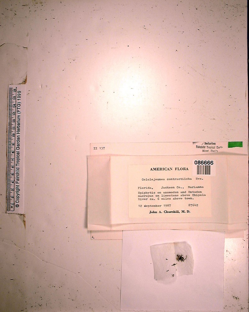 Cololejeunea contractiloba photo 3