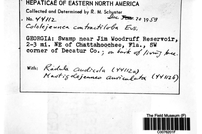 Cololejeunea contractiloba photo 4