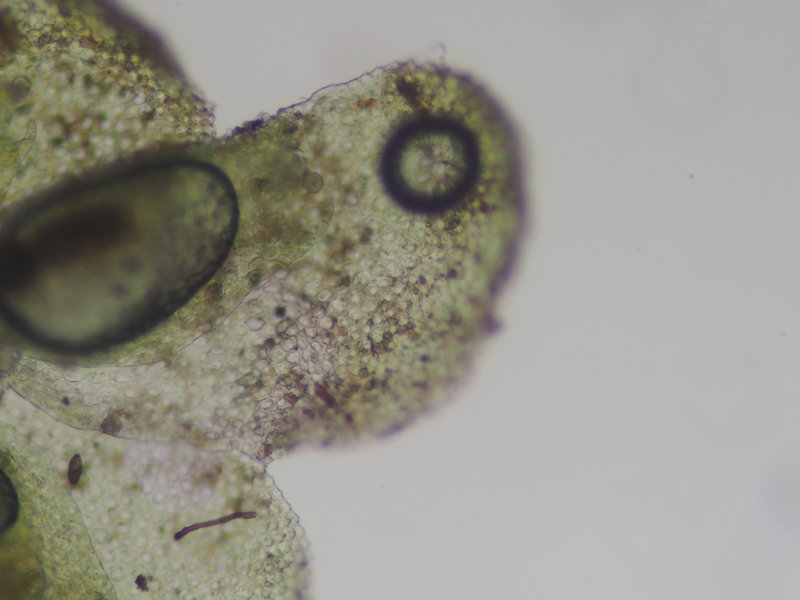 Cololejeunea macounii