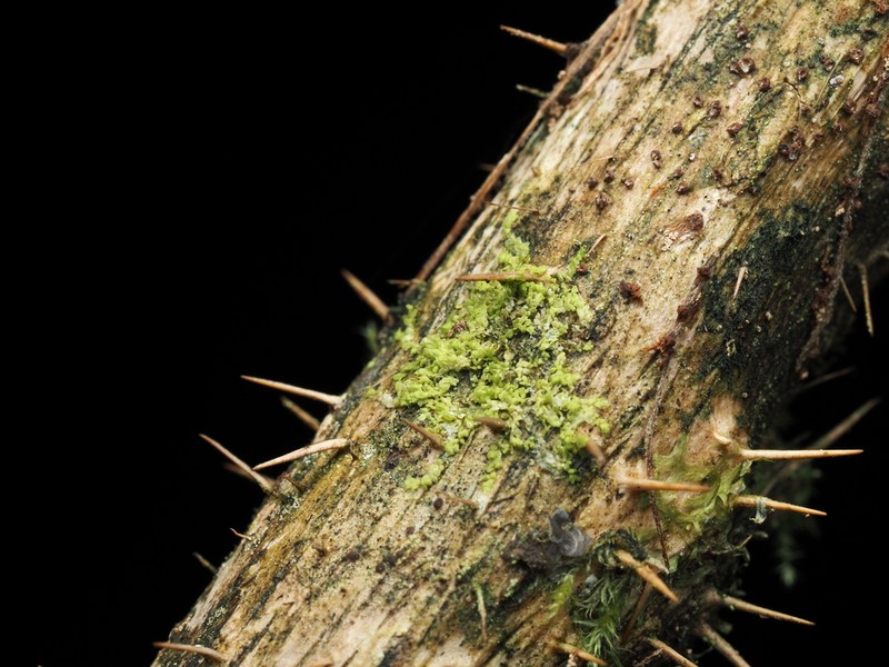 Cololejeunea macounii